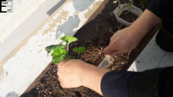 دبستان و پیش دبستانی آفرینش - رشت